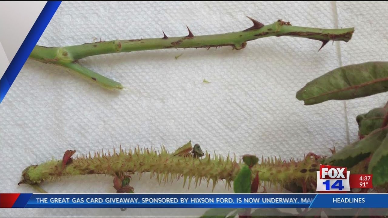 In the Garden: Rose Rosette Disease