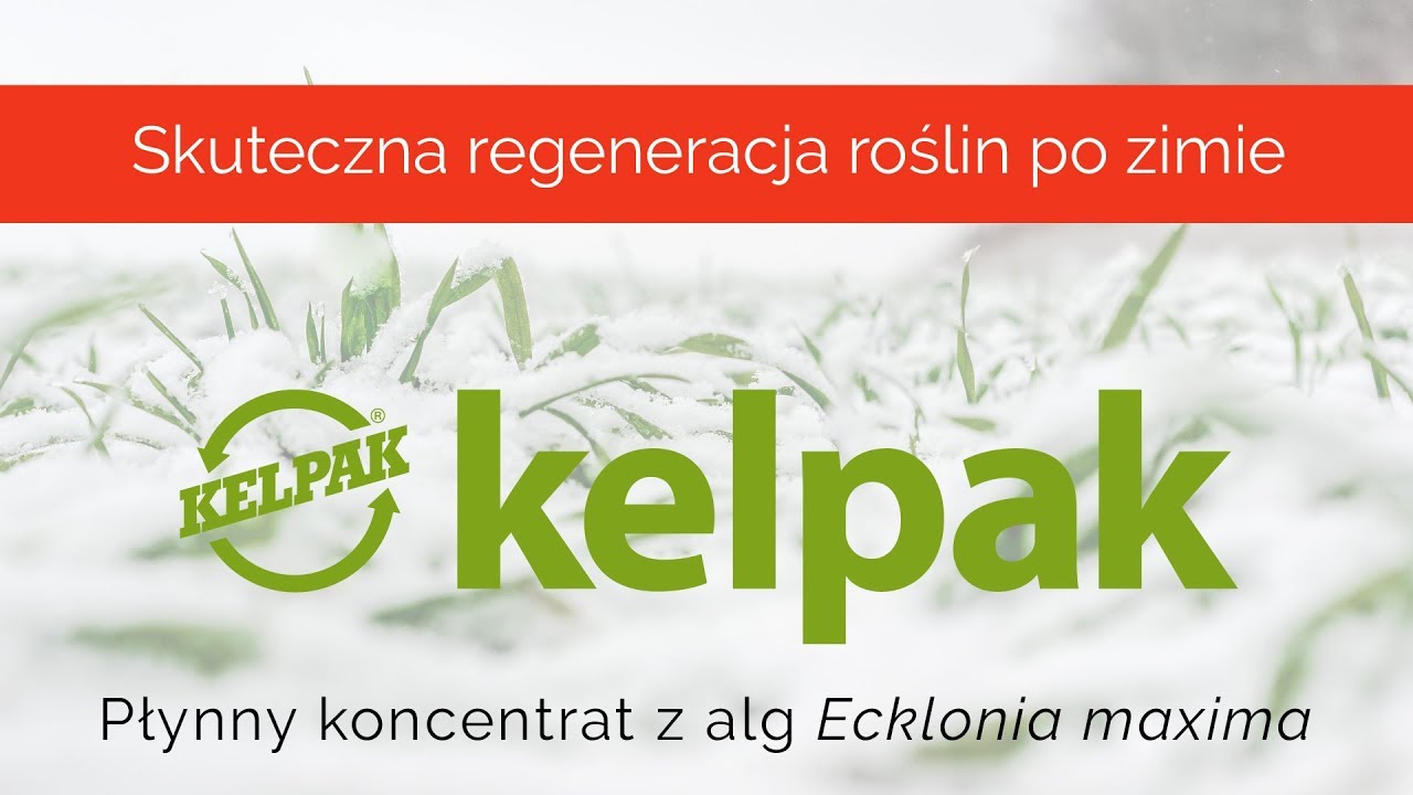 Jak powstaje i działa biostymulator z alg morskich? / Kelpak / Chemirol