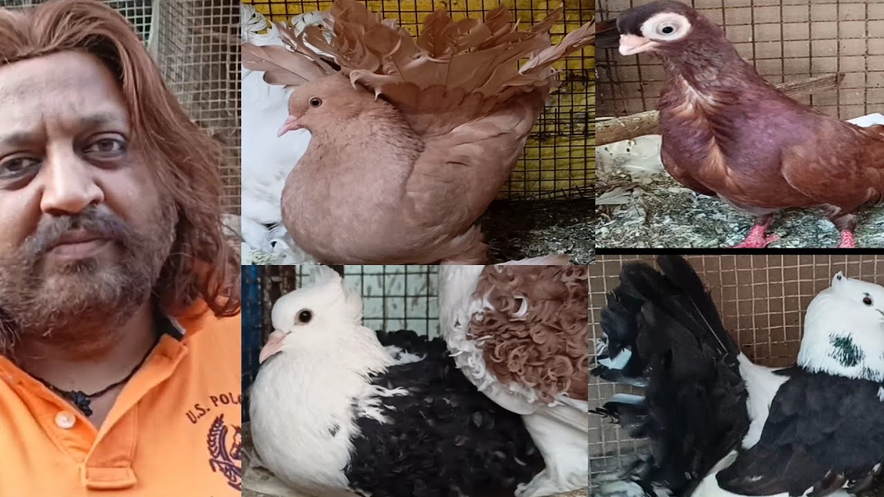 Largest Fancy pigeon breeding farm in India/Fancy kabootar of Javed Vai in Bhopal