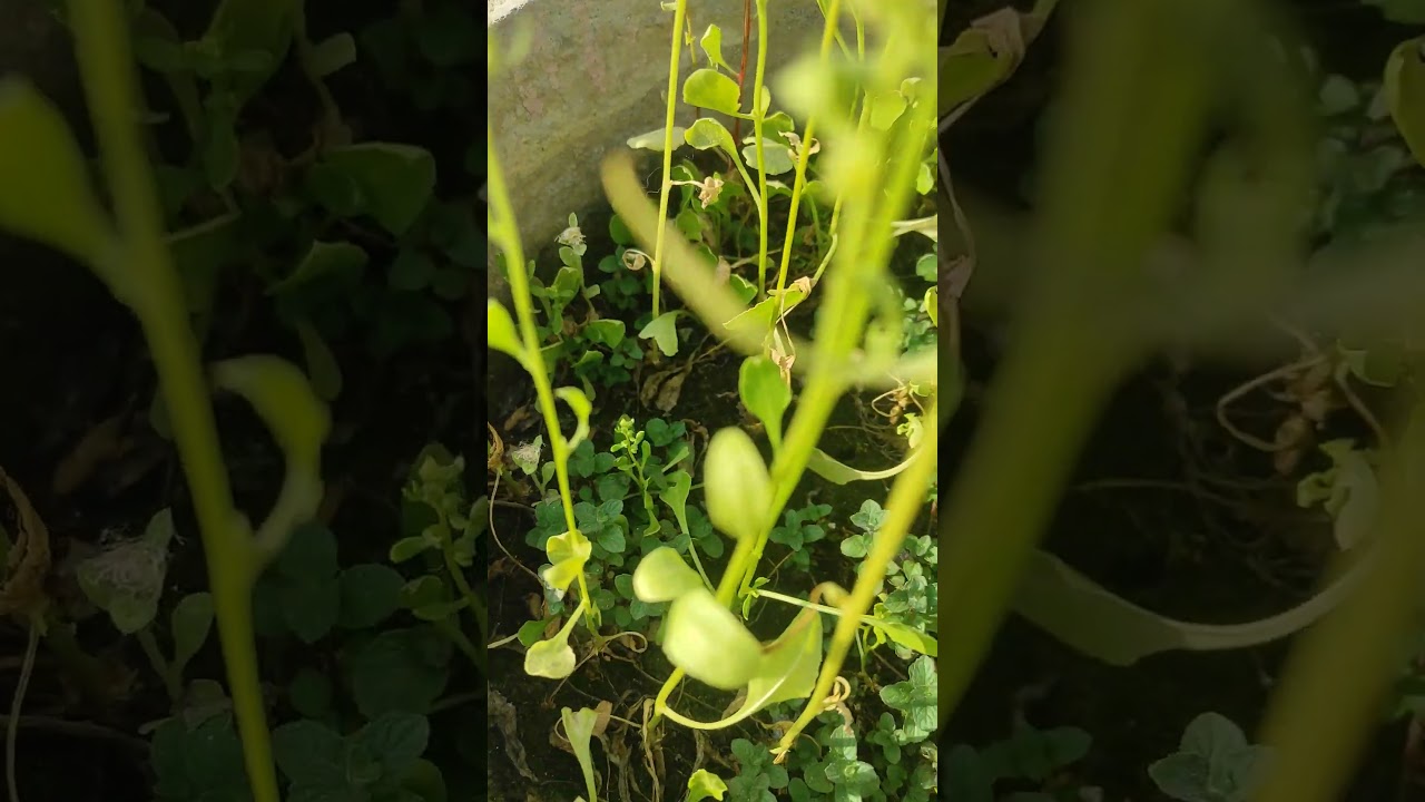 Organic farming in home terrace garden growing vegetables and plants successfully ☘️☘️🪴🪴🪴🪴