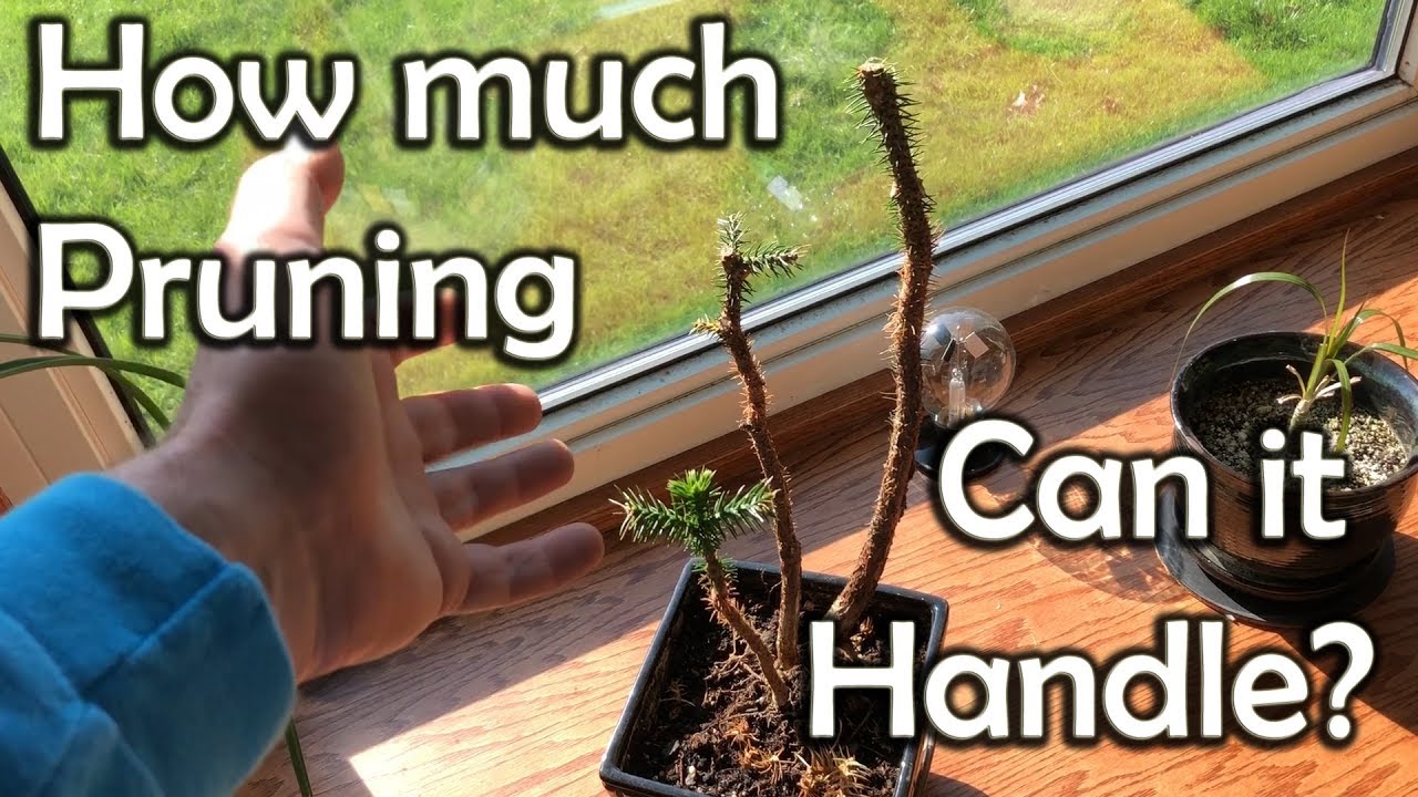 Norfolk Island Pine Bonsai (After Heavy Pruning)