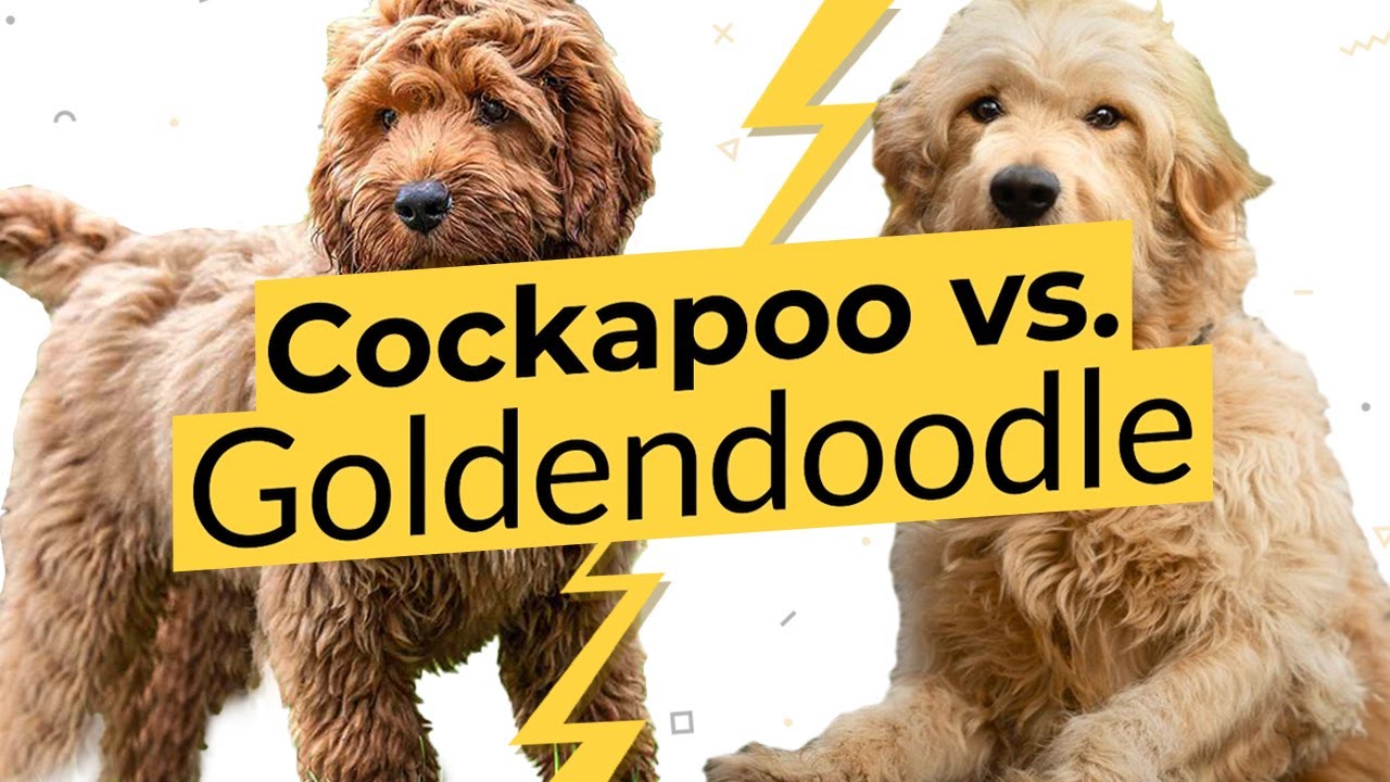 Кокапу и Голдендудль 🐶 Сравнение пород собак 🐶