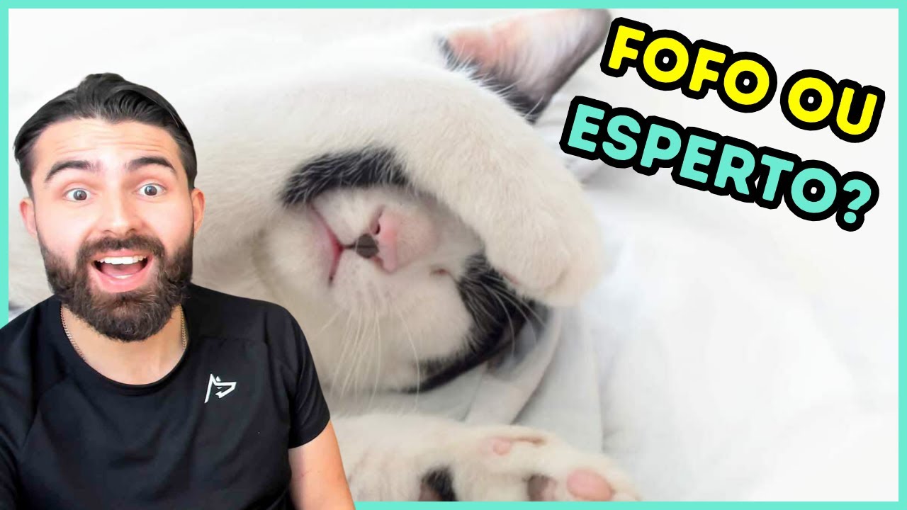 É POR ISSO Que Os Gatos ESCONDEM O ROSTO Ao Dormirem!