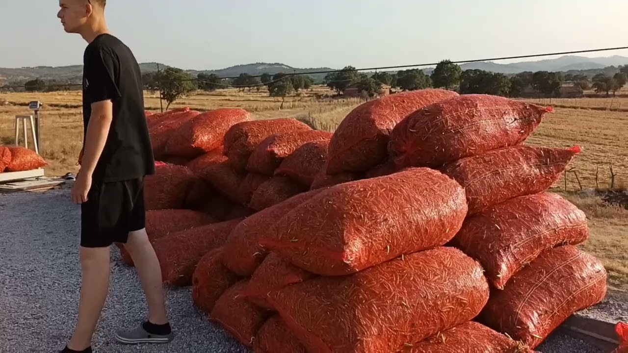 Turşuluk Acı biber, yakan biber