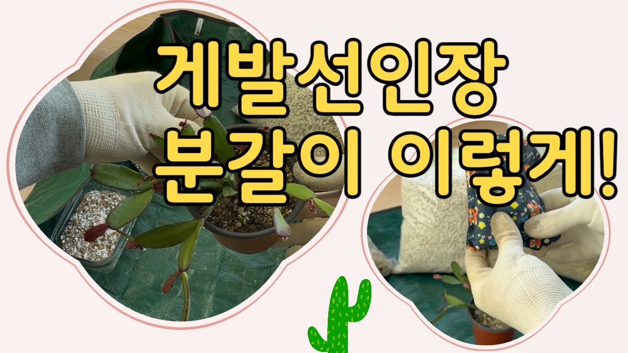 독일로지아 게발선인장 분갈이~ 흙 선택부터 꼭 알아야 할 팁까지 !