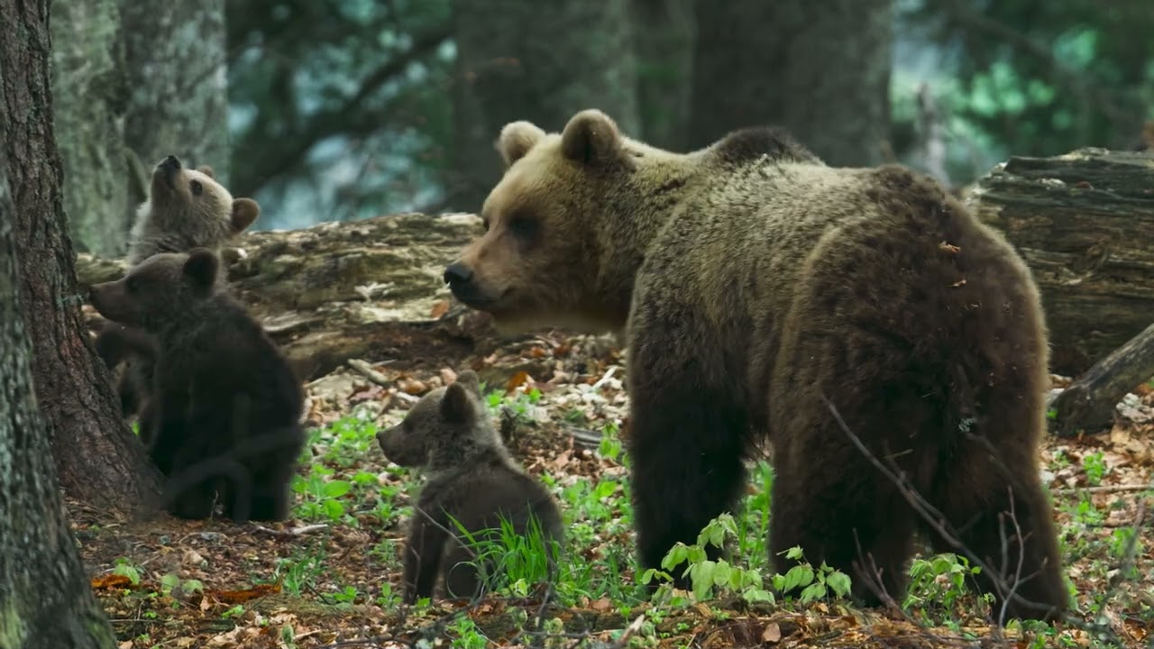 DIVOKÁ POĽANA - V MEDVEĎOM VULKÁNE - Official trailer #divokapolana #medved #slovakia #polana