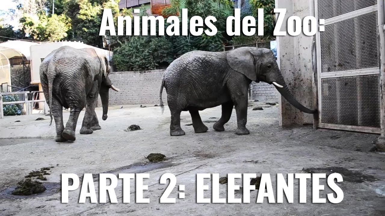 ESPECIES DEL ZOO Cap. 2: Elefantes