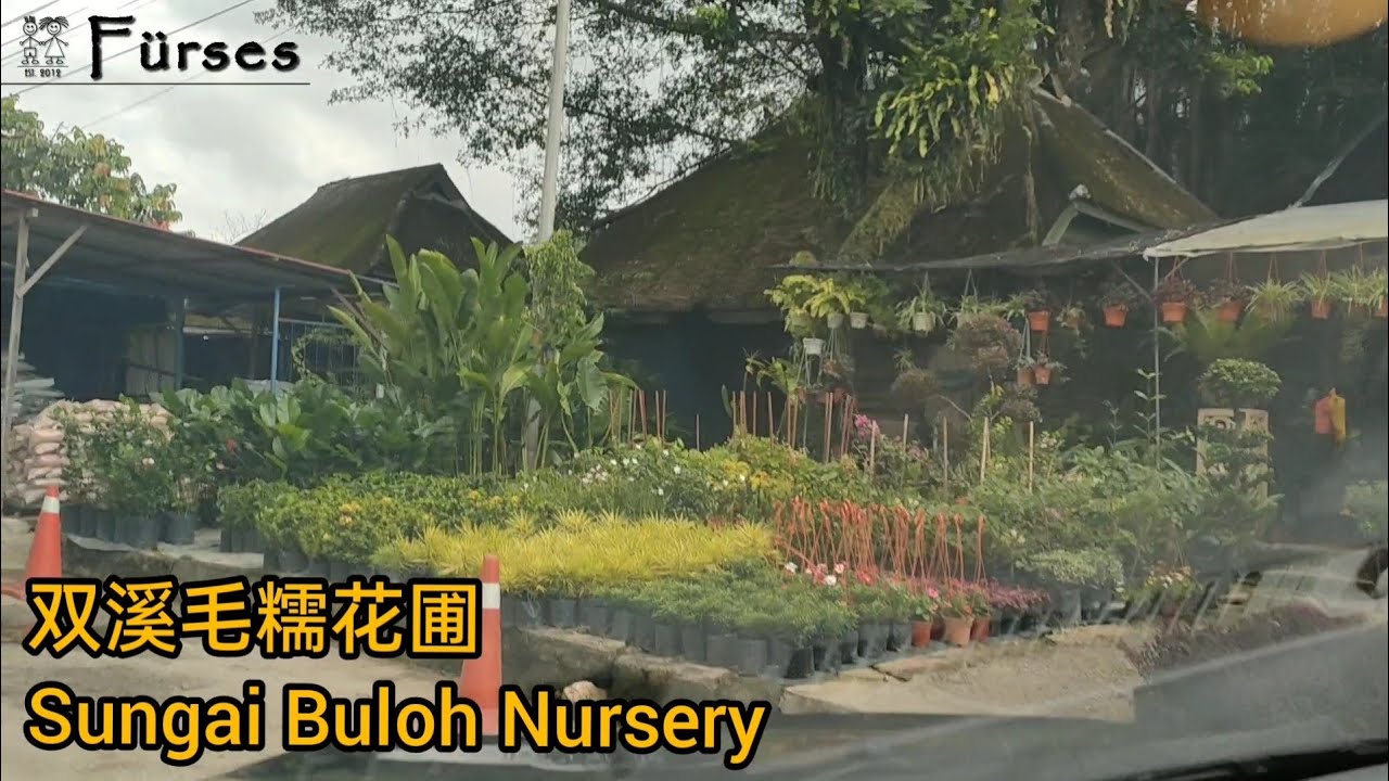 [vlog4] 双溪毛糯花圃 走走看看 玲琅满目 Sungai Buloh Nursery, wide variety plants