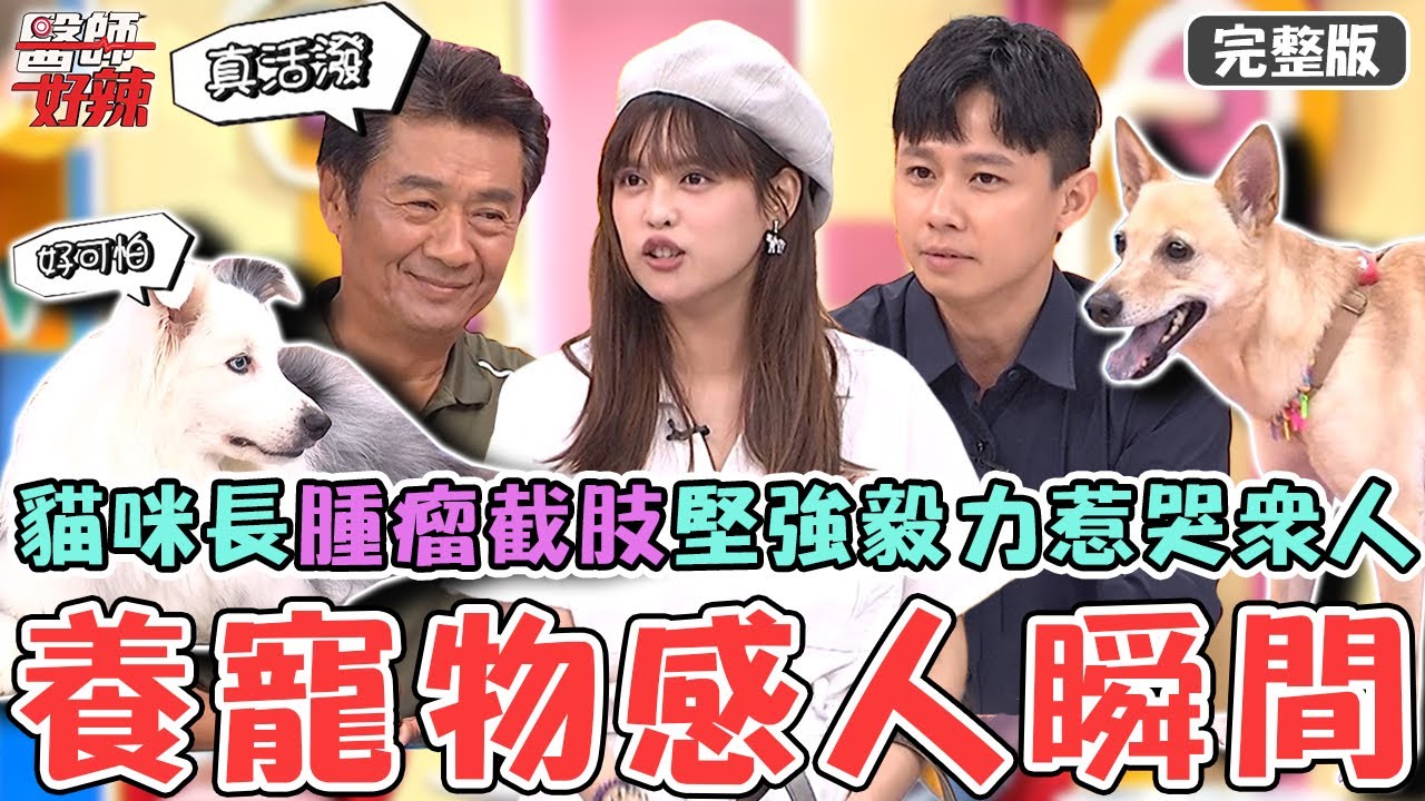 養寵物的感人瞬間！貓咪長「惡性骨肉瘤」慘截肢堅強毅力惹哭眾人！狗狗腫瘤侵入靜脈反覆嘔吐遭判定：適合安寧！【#醫師好辣】20250810 完整版 貓狗奴才快哭了 EP1741 殷碩韓 夏宇童