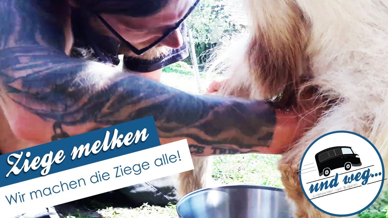 Ziege melken 🐐 Wir machen die Ziege alle!