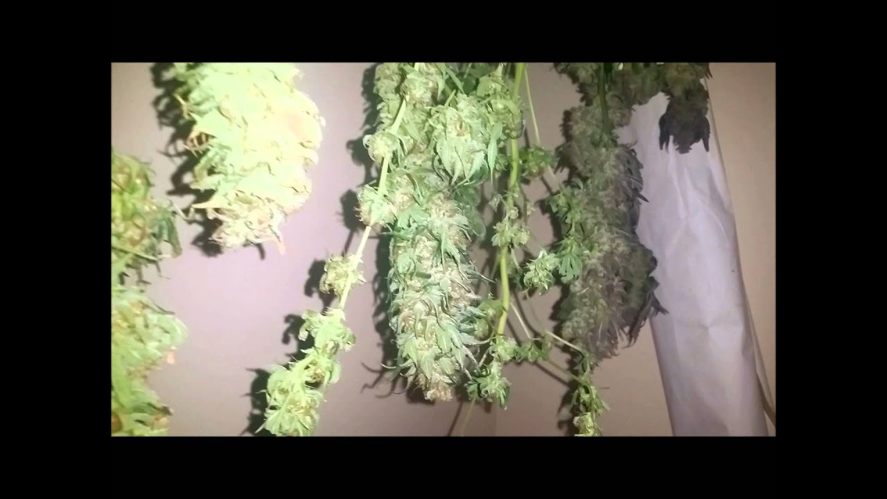 Mars 1600 and 600w hps Part 1 Harvest