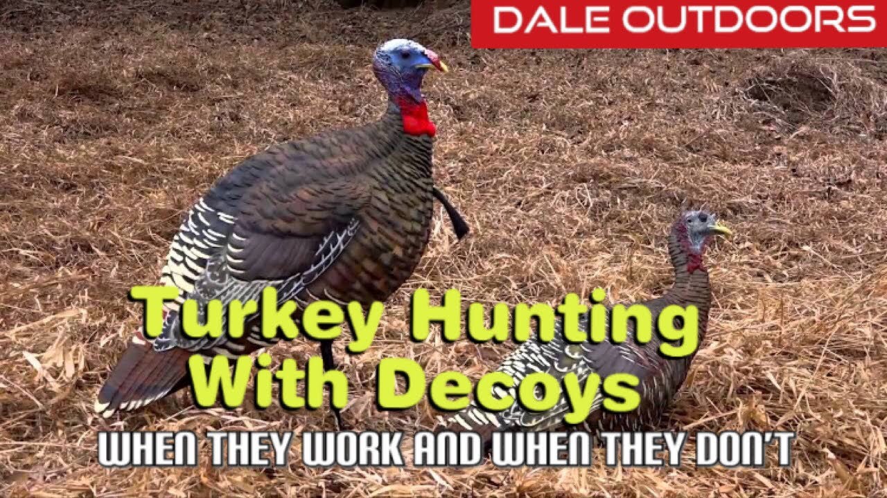 Turkey hunting with decoys. When they work and when they don't