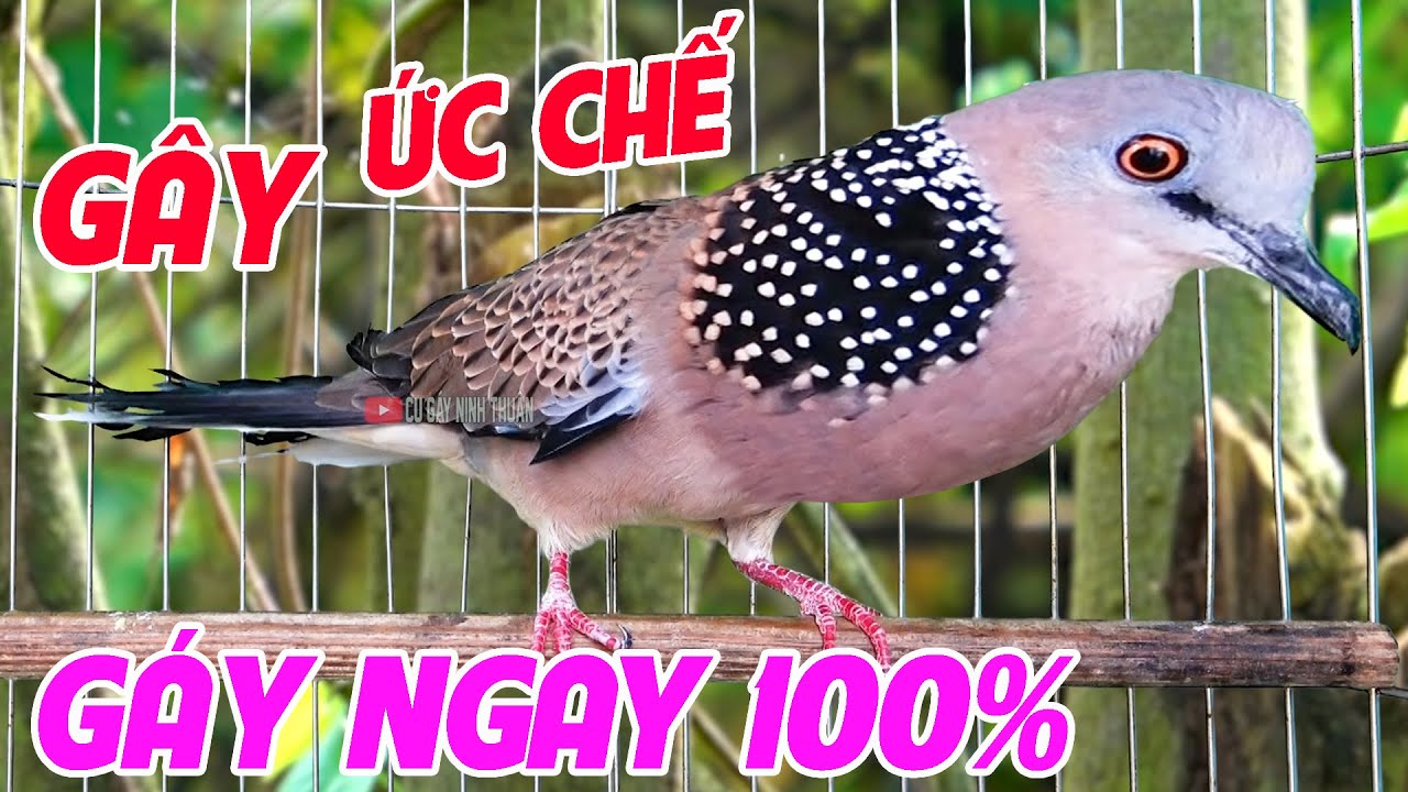 💦CHIM CU GÁY Giọng Hấp Dẫn ĐỦ BÀI [GÁY GỌI,THÚC,GÙ ]Kích Bổi Nhanh Nổi.Cu Gáy.Cu Đất,Cu cườm.bb7
