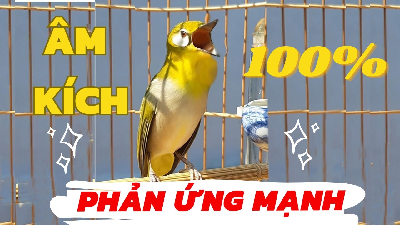 Luyện Giọng - Ép Giọng Khuyên Líu Choè Hiệu Quả 100% Sau Một Tháng Cho Vành Khuyên Non