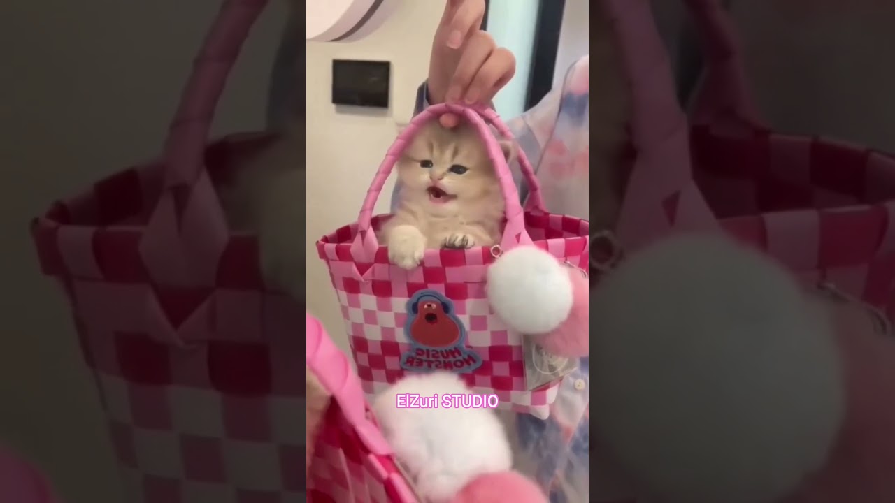 I'm so funny, right friend #cat #funnycats #cateducation #catlover #animallover #kitten #cutecat