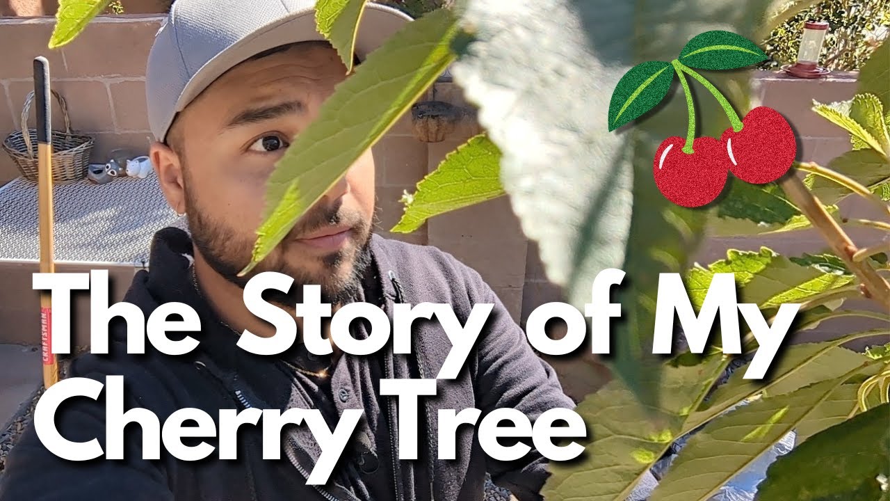 How I Planted a Cherry 🍒 Tree in My Desert Yard