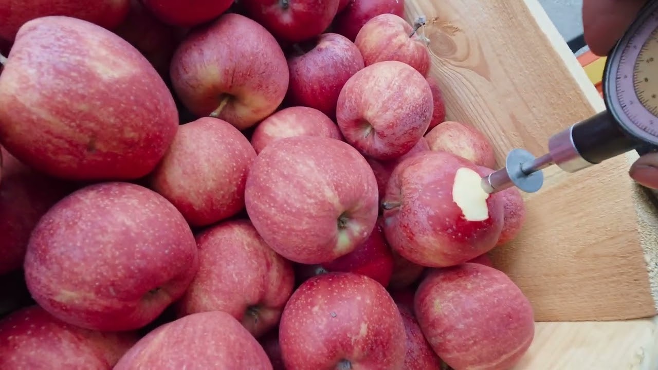 Sprzedałem galę do Fruit Land #17 komunikat sadowniczy z dnia 01.04.2026