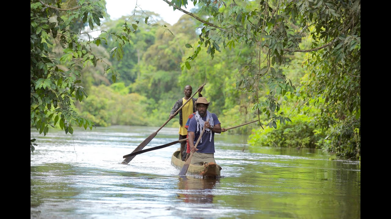 Elephants of the Congo Basin - a film from Central Africa