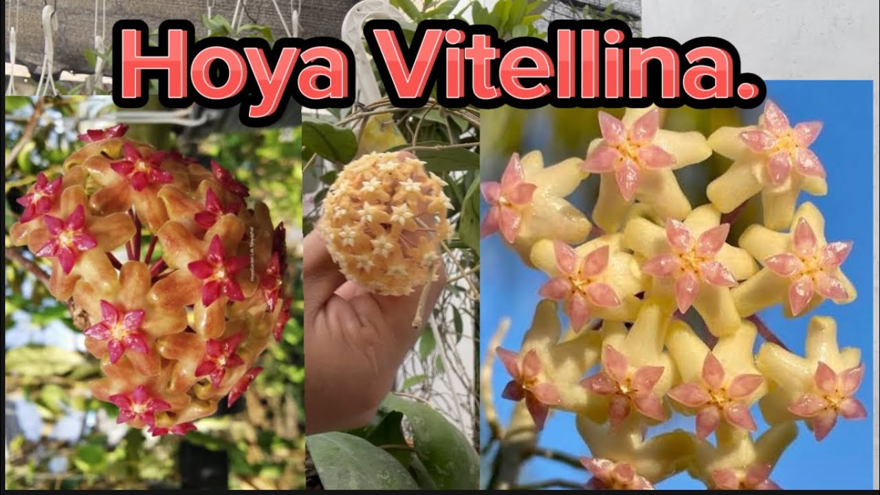 🥬 Hojas elegantes y bellas de la flor de cera Vitellina. 🥰Una hoya de colores hermosos.💚