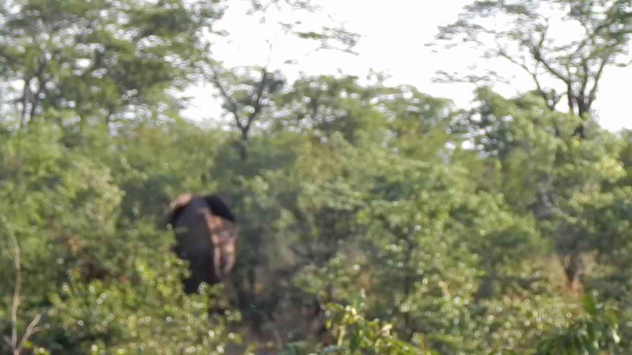 Poľovačka na slona AB - Centrum Safari