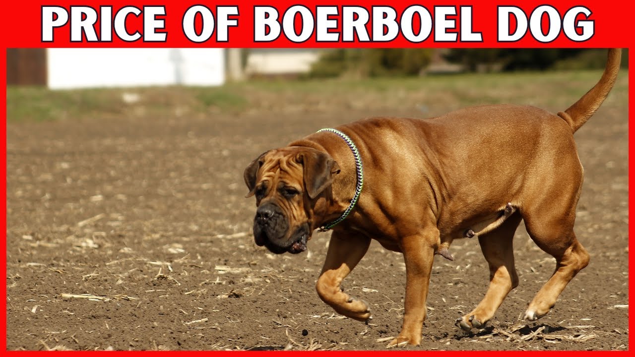 Boerboel Dog Price | How Much Does a Boerboel Dog Cost?