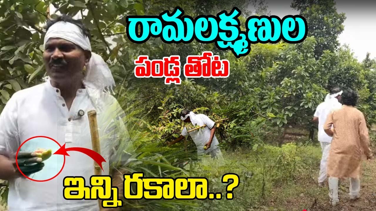 రామలక్ష్మణుల తోటలో ఎన్ని రకాల పండ్లో...Ram Lakhman Brothers Fruits Garden FULL Video
