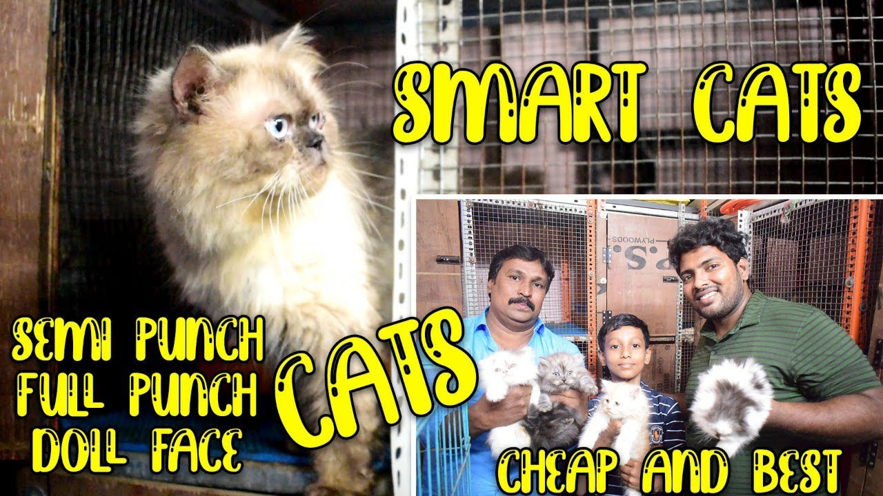 Cheap and Best Exotic Cat Farm in Chennai | SMART CATS| Full & Semi Punch | Doll Face | Persian Cats