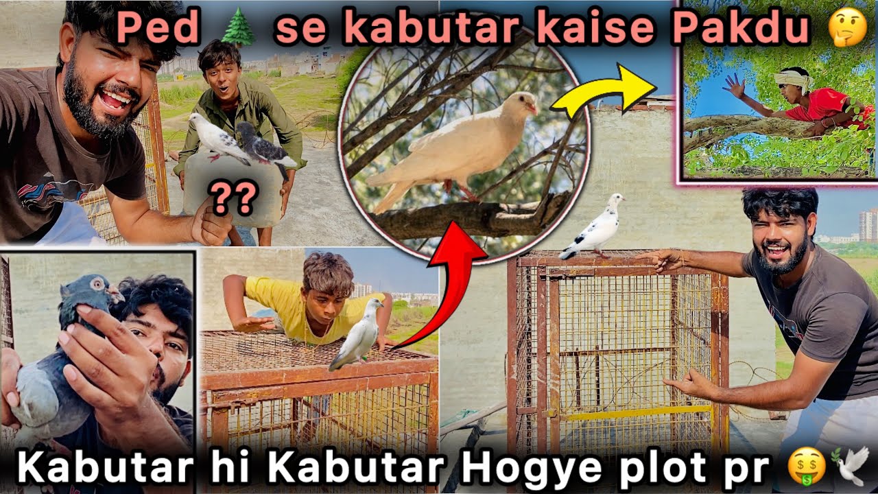 Finally Plot pr Naye Kabutar Aagye 🤑 || Jaal se Ek kabutr Bhag Gya 🥺 || New Pigeon Loft Completed 🕊️