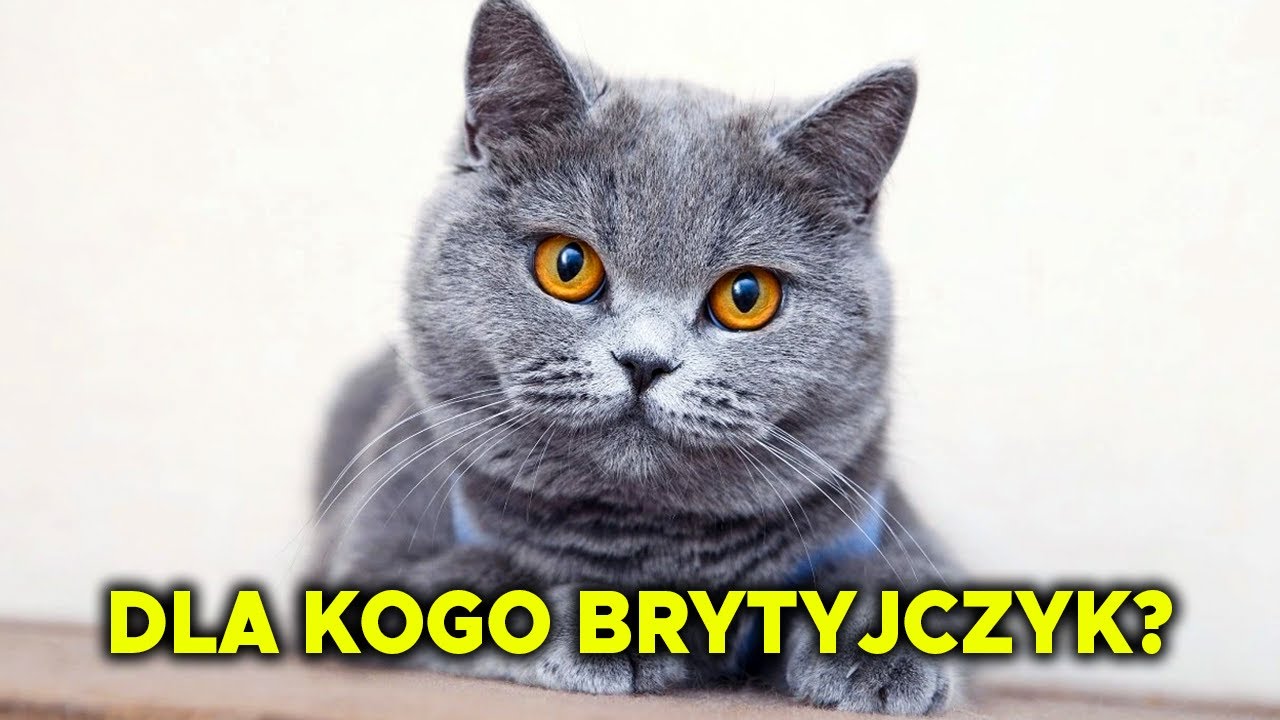 Kot Brytyjski - Charakter, Karmienie, Choroby i wszystko co musisz wiedzieć o Brytyjczyku