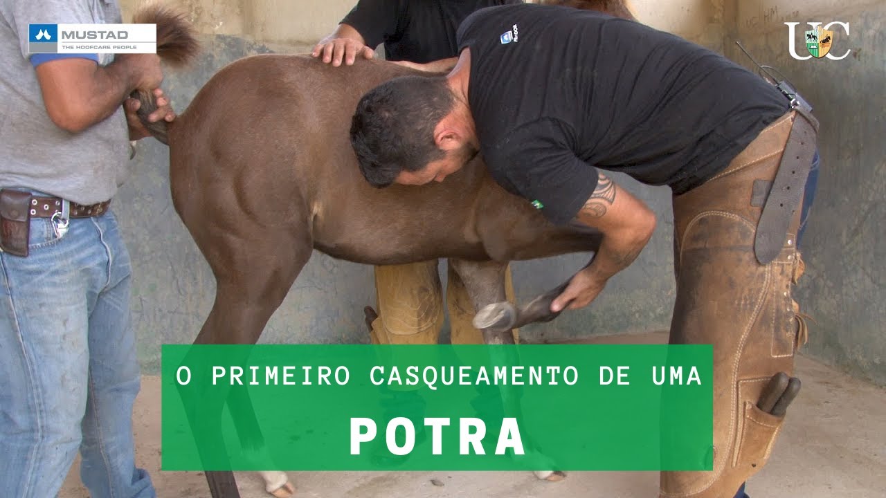 TV UC - O primeiro casqueamento de uma potra