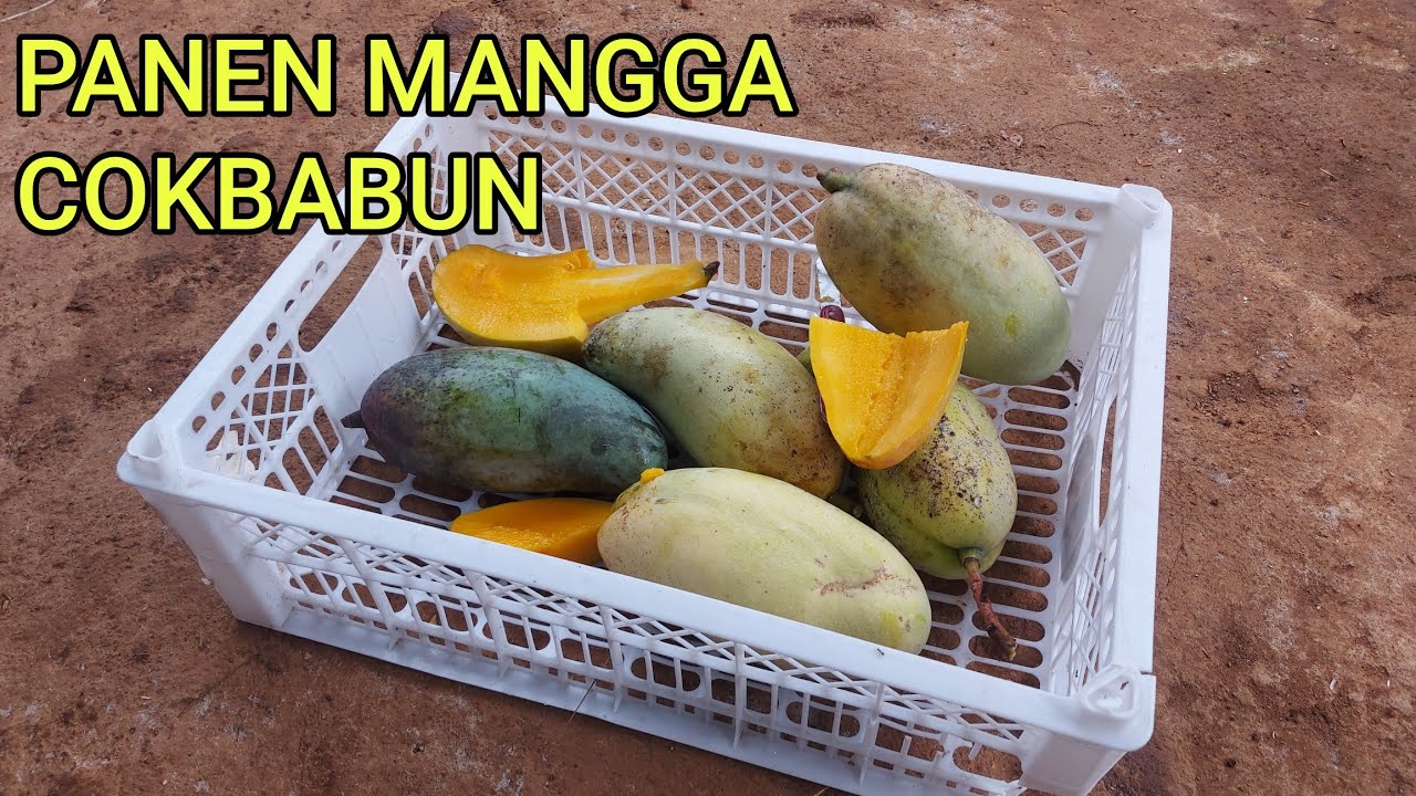PANEN MANGGA COKBABUN