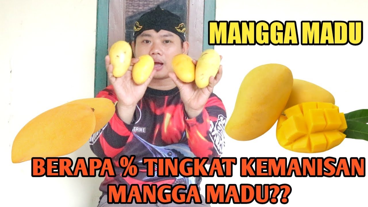 Mangga Madu Rasanya Manis Legit Seperti Madu