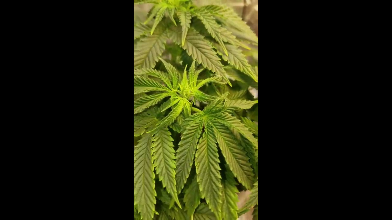 Poor mans grow! #cflgrow