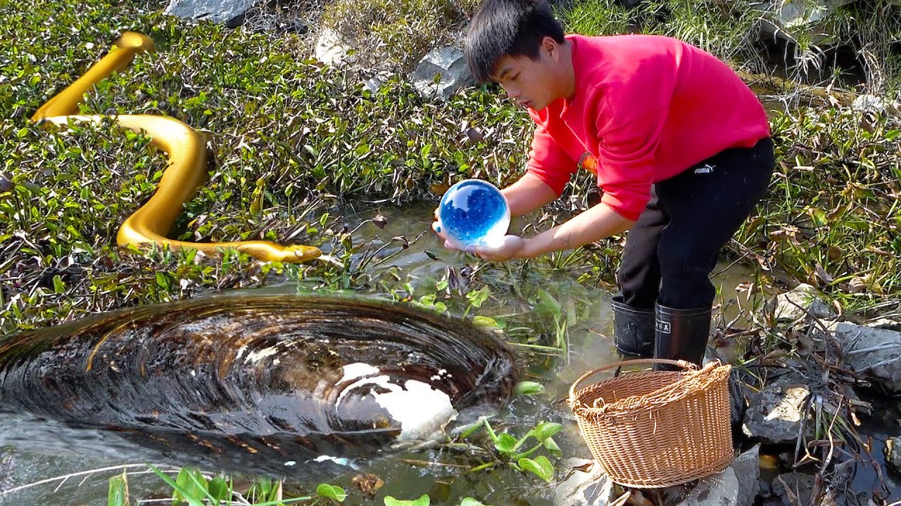 The big clam in the pond full of aquatic plants, unexpectedly containing gemstone like pearls inside