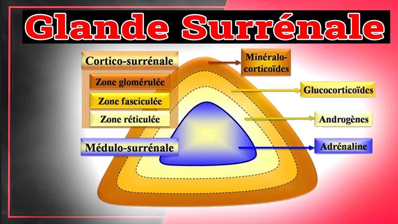 Physiologie des Glandes Surrénales: Rôle des Hormones Surrenaliennes | Endocrinologie Medicale