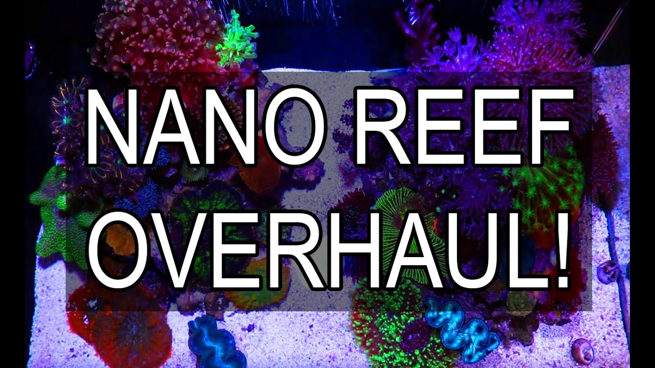 Tia Crazy ? Fluval Evo 13.5 Nano Reef Big Changes!