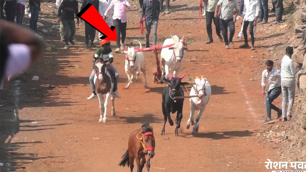 भीमाचा आज जुकाट मधील दुसरा घाट | #khillar #khillarcow 