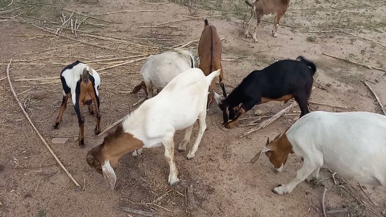 CHEGOU A HORA DE SEPARAR OS CABRITOS DAS CABRAS!
