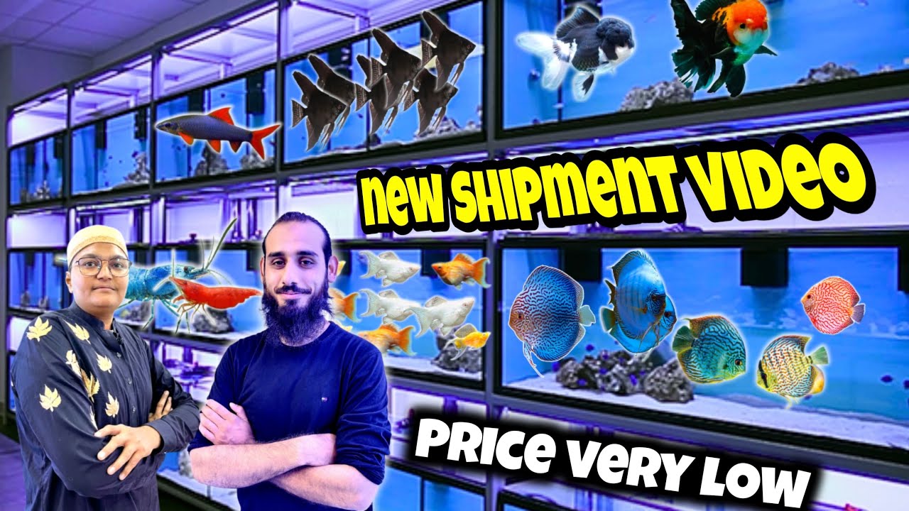 Model Aquarium Saddar Karachi New Shipment 🐠 | Aquarium Fish Prices Very Low | kami razzaq 