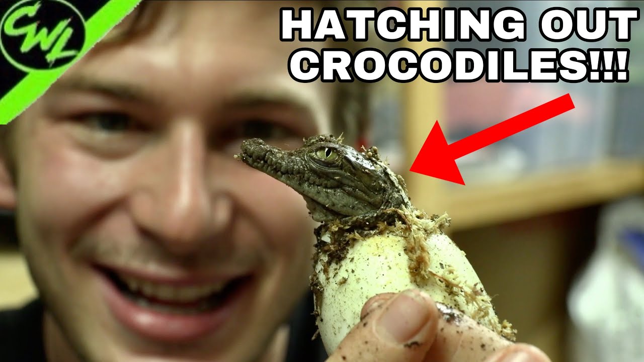 HATCHING OUT BABY CROCODILES!!!🐊