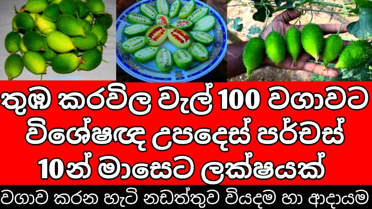 තුඹ කරවිල වගාව සියලු තොරතුරු | Thuba Wagawa | Thumba Karawila Cultivation Sri Lanka
