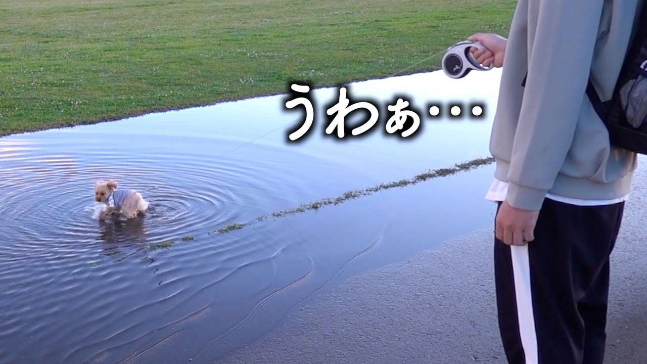 巨大な水溜りに大興奮するトイプードル