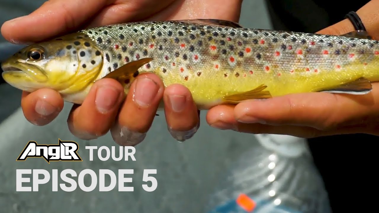 Fly Fishing for Big Brown Trout - South Holston River TN - Anglr Tour!