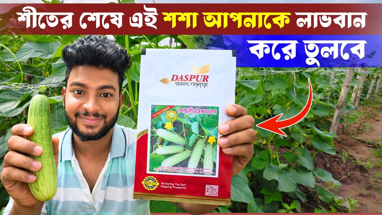 শীতের শেষে কোন শশা চাষ করলে সবচেয়ে বেশি  লাভ করা যায় ? দেশি জাতের লাভজনক শসার চাষ।