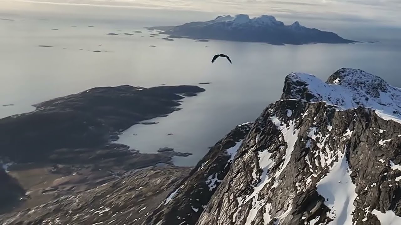 Quadcopter/drone vs eagle