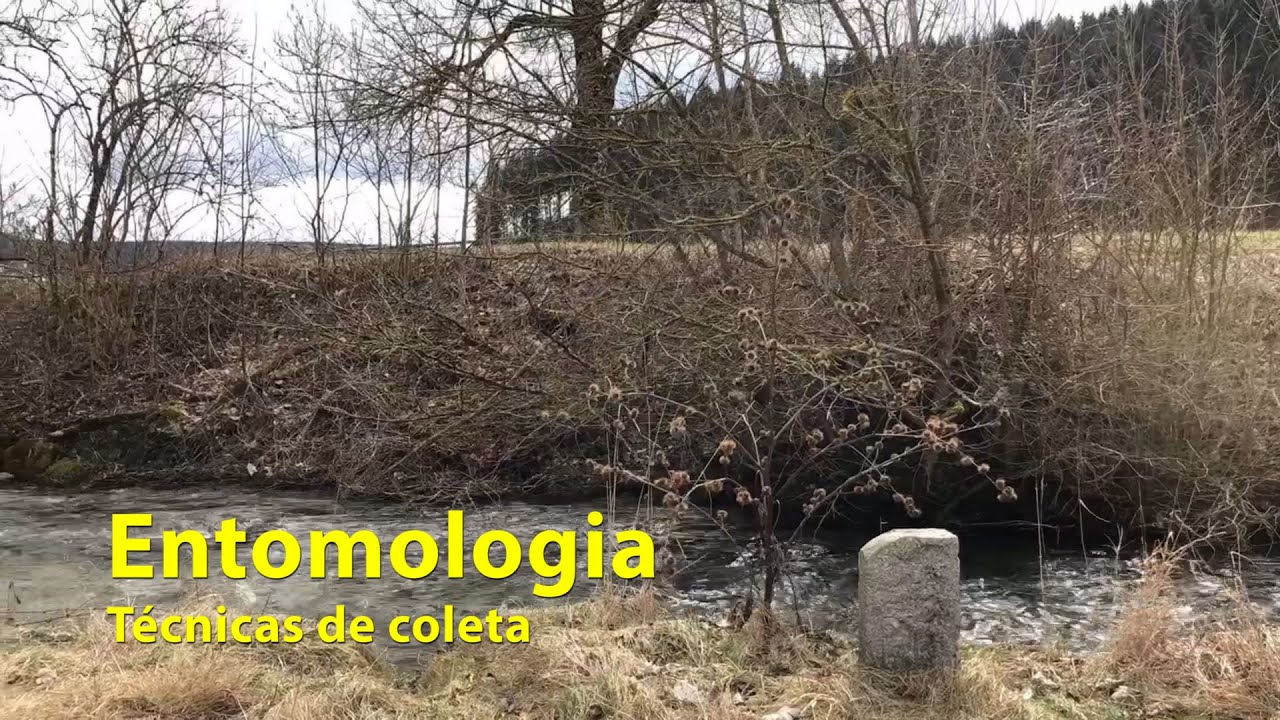 Entomologia  - Técnicas de coleta