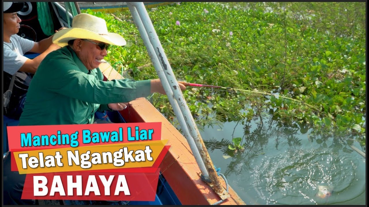 Cara Menemukan Sarang Bawal Liar