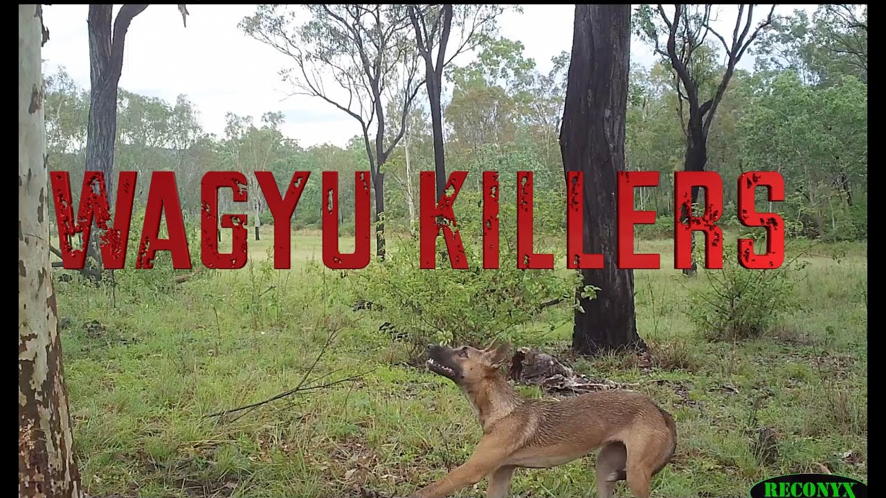 Wagyu Killers
