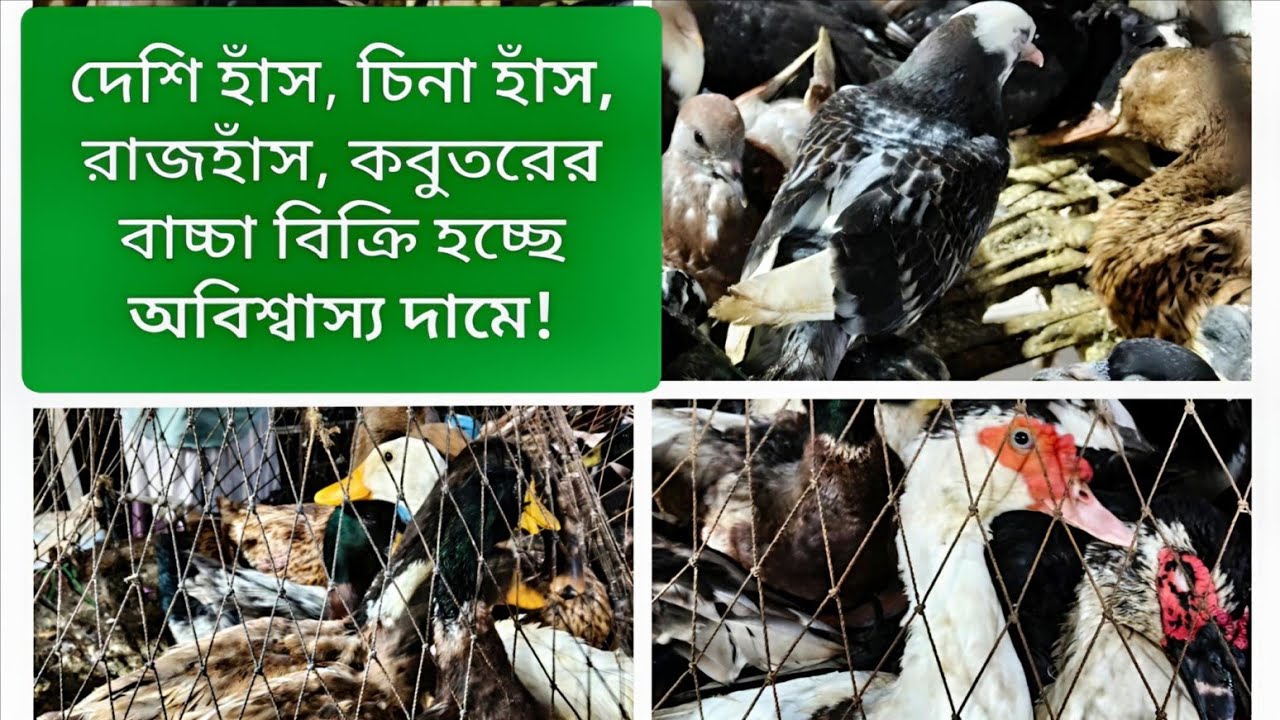 দেশি হাঁস–রাজহাঁস–কবুতরের বাচ্চা  কত দামে বিক্রি হয়? আপডেট দাম শুনে অবাক হবেন! @Pricepointbd-r9f 