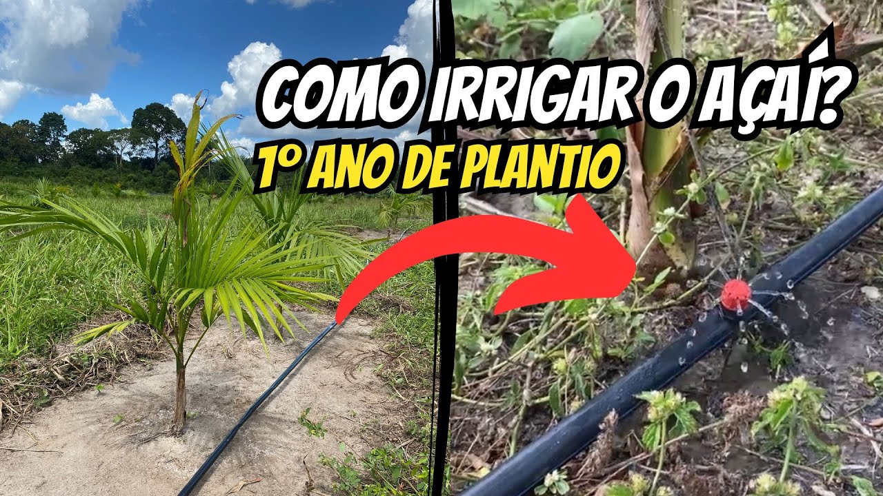 Como fazer a irrigação pro açaí no PRIMEIRO ANO